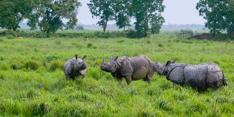 kaziranga