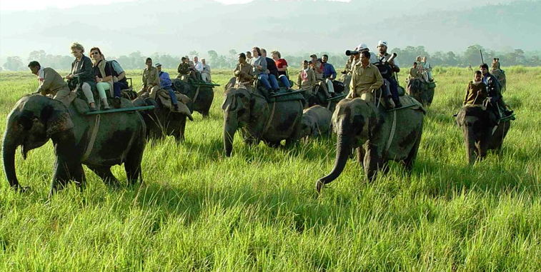 kaziranga