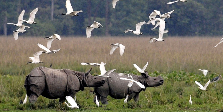 kaziranga