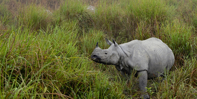 kaziranga