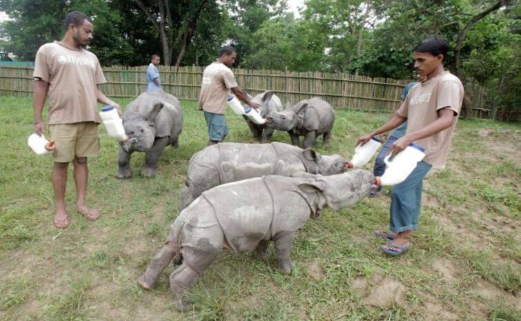 Kaziranga National Park Rhino