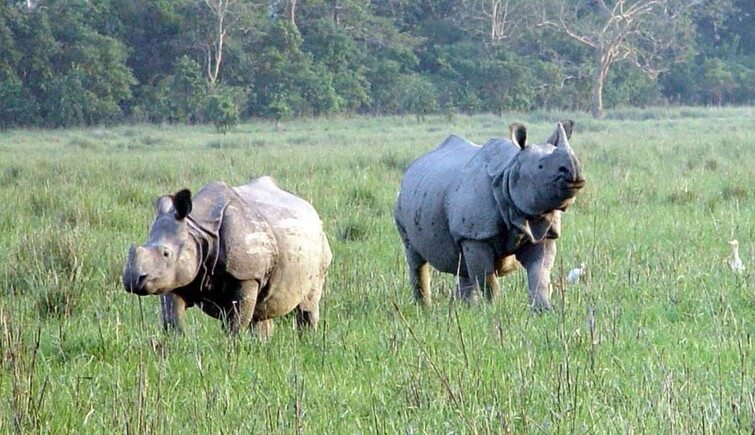 SRPF will Protect Rhinos from Poachers in Kaziranga National Park