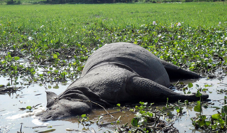 Rhino Kaziranga