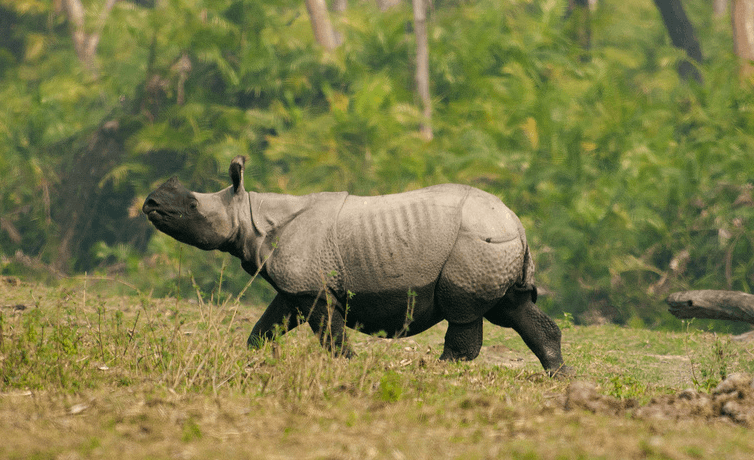 kaziranga national park