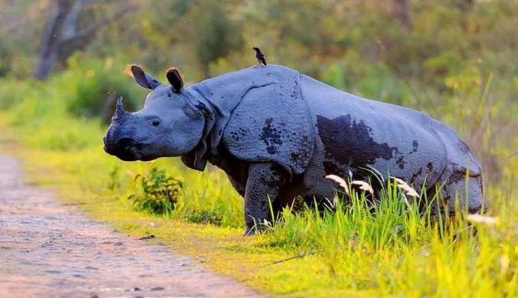 Image result for Minor rise in number of rhinos in recent calculation in Kaziranga National Park in Assam