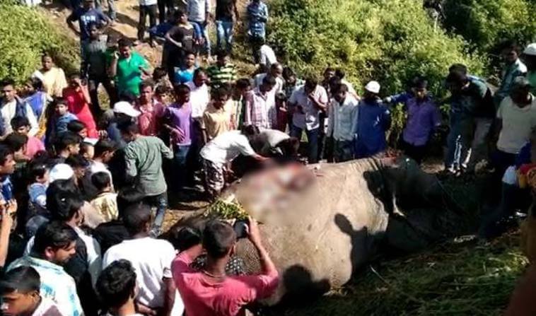 Elephants Killed in Assam