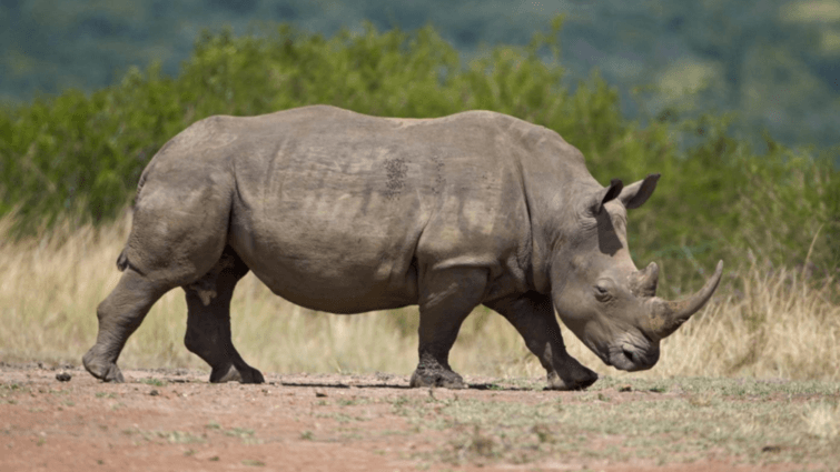 Rhino in Kaziranga National Park