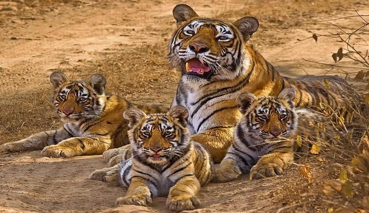 Tiger Population Upsurge in Nationals Parks in Assam