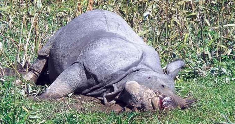 Rhino killed in Orang National Park