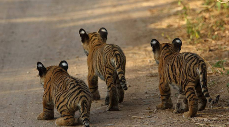 tigers in kaziranga