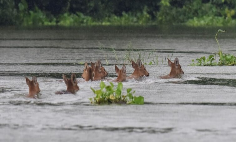 Flood in Assam