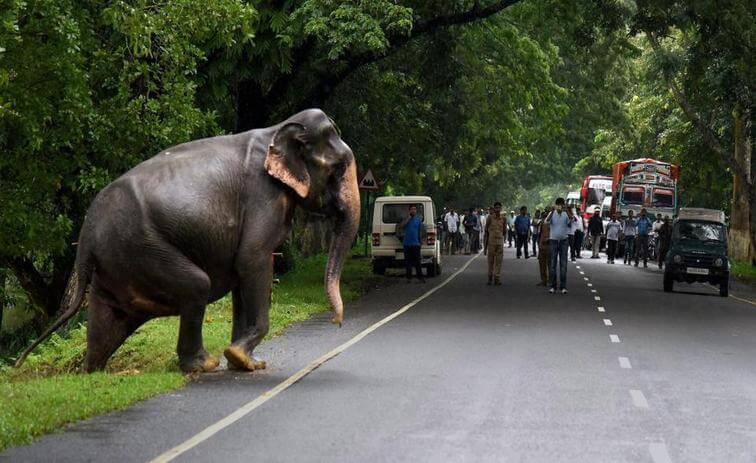 Ä±ndia flood animal Kaziranga tiger ile ilgili gÃ¶rsel sonucu