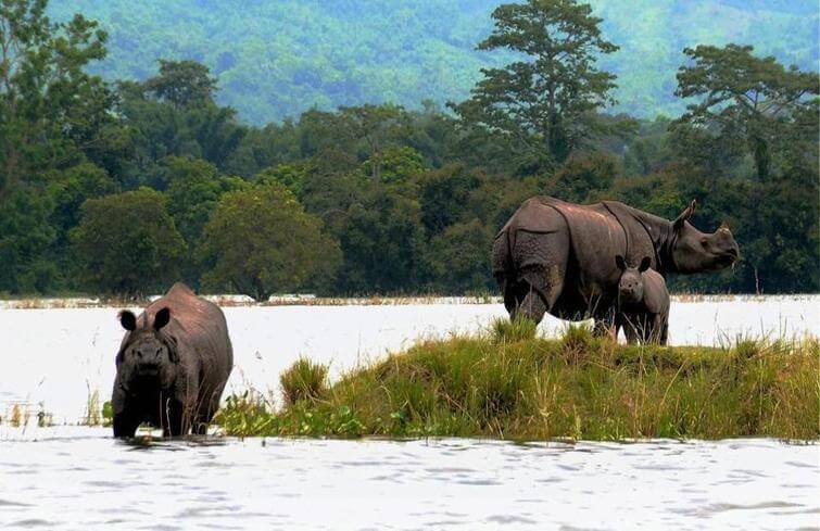 Kaziranga National Park