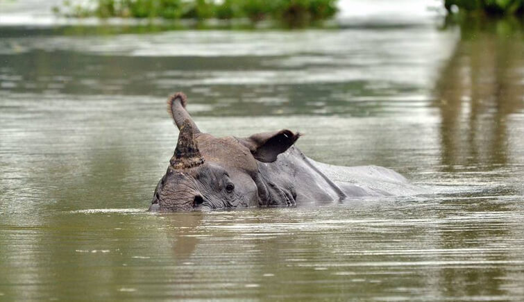 animals-dying-in-kaziranga-national-park