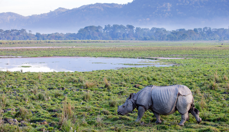 Decrease in Rhino Poaching Rate in Kaziranga National Park