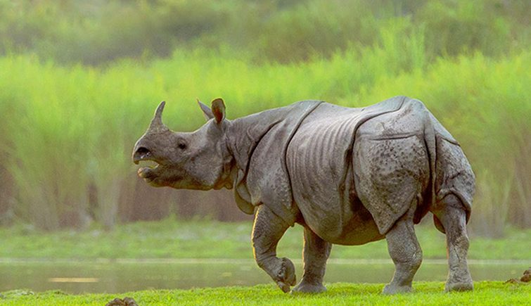 One Horned Rhino at Kaziranga