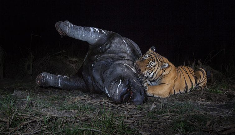 A Royal Bengal Tiger and a Rhinoceros Found Dead in Kaziranga