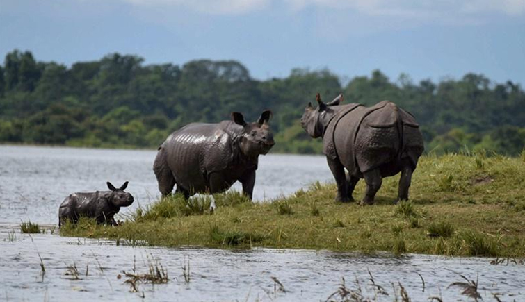 Kaziranga Mourns 3 Rhinos Deaths in 3 Days