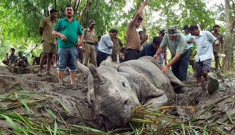 Poaching Incidents in Kaziranga 2017