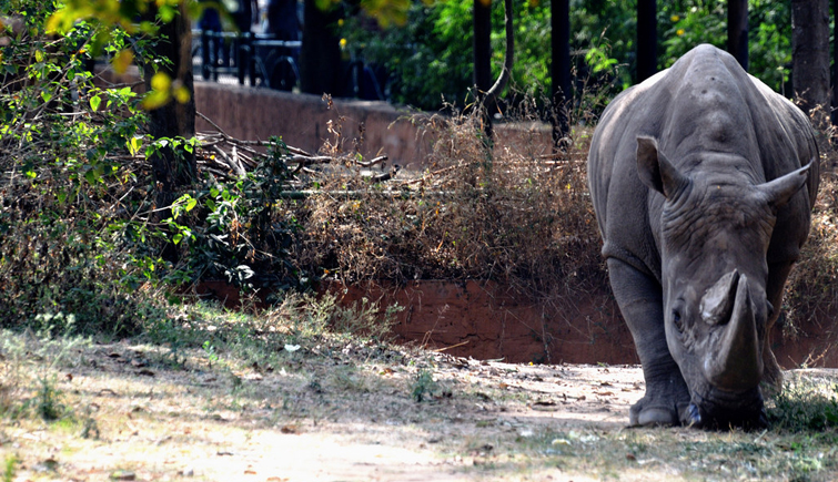 One Horned Rhino