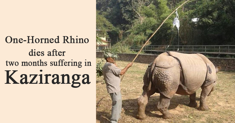 Rhino Dies in Kaziranga