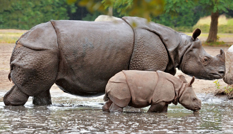 One-Horned Rhinos