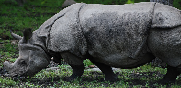 Pobitora National Park Rhino