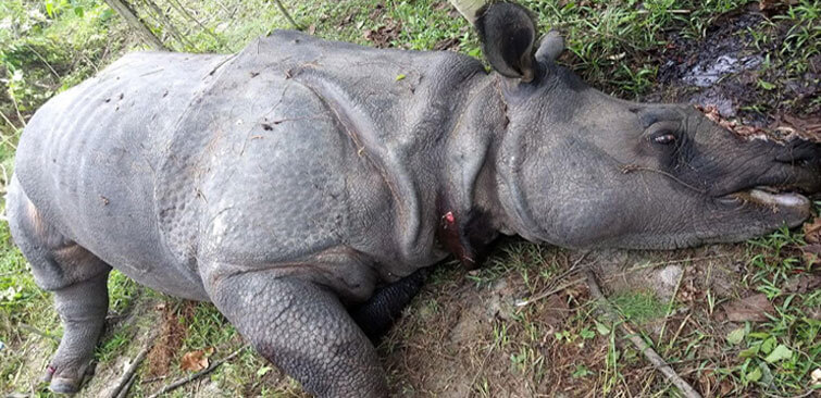 Rhino Killed Kaziranga National Park