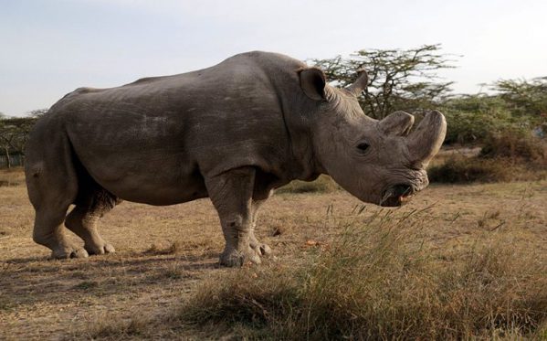 White Rhino Sudan