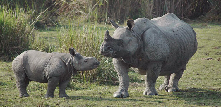 Kaziranga-One-horned-rhino-population-rises