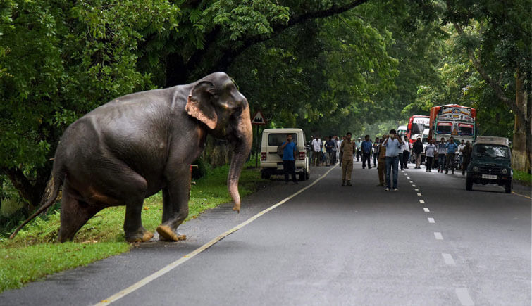 Vehicle Speed Kaziranga