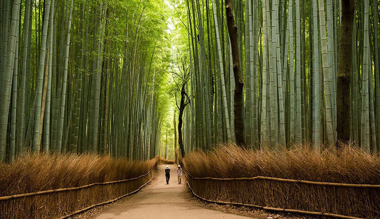 Kaziranga National Bamboo Park