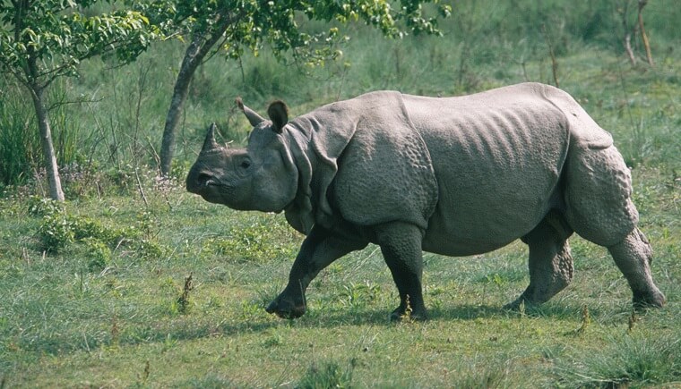 Kziranga Rhino