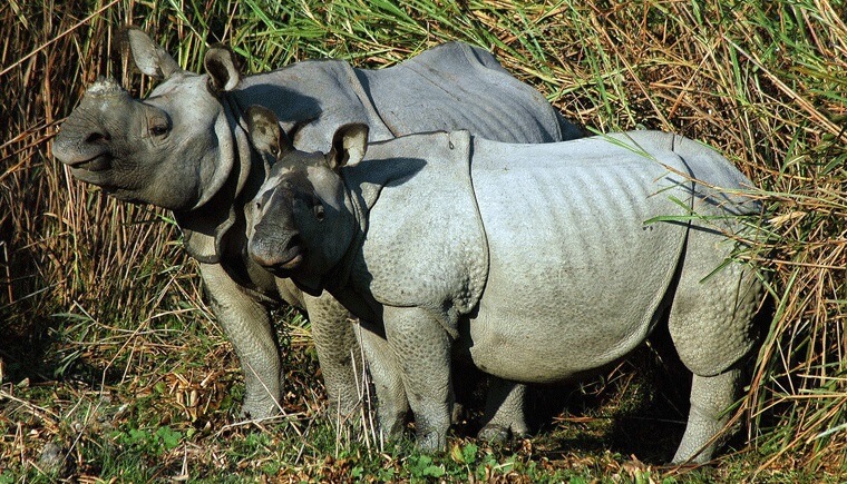 Rhino Couple Kaziranga