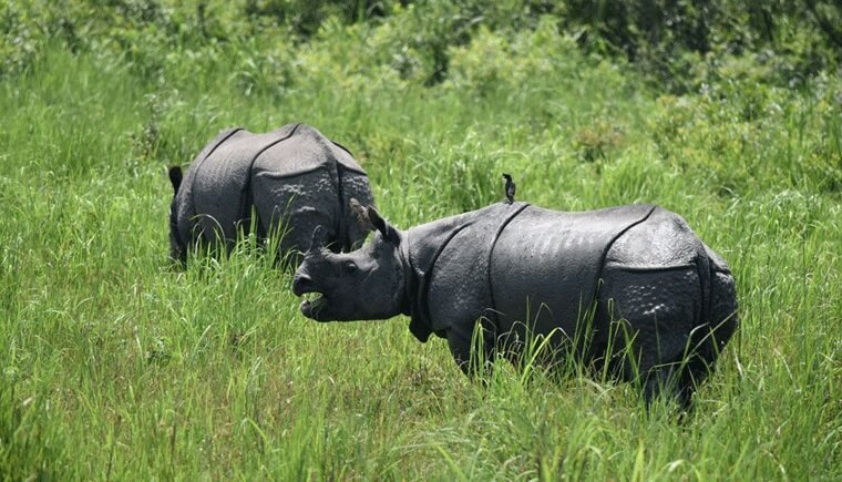 Rhino India