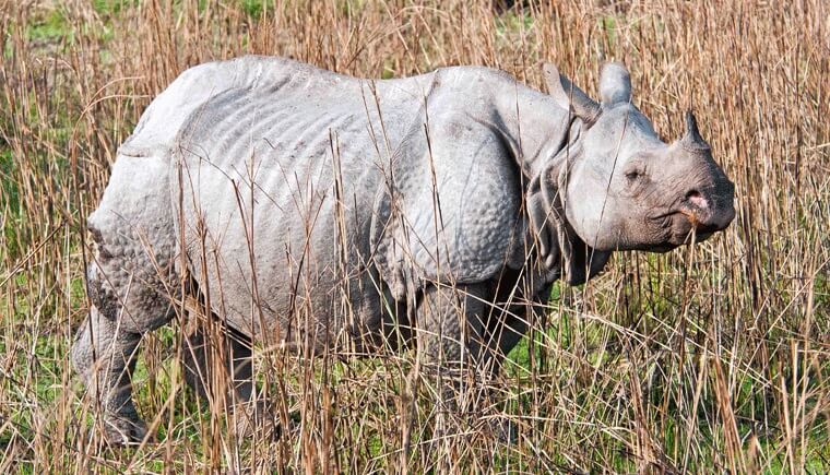 Rhinoceros Kaziranga Park