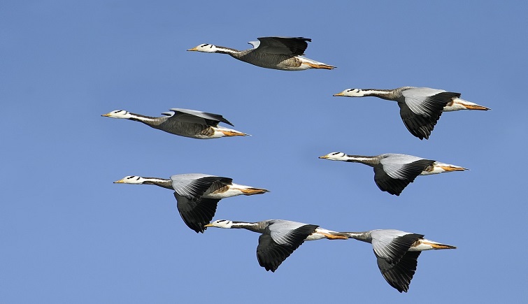 Bar-headed Geese