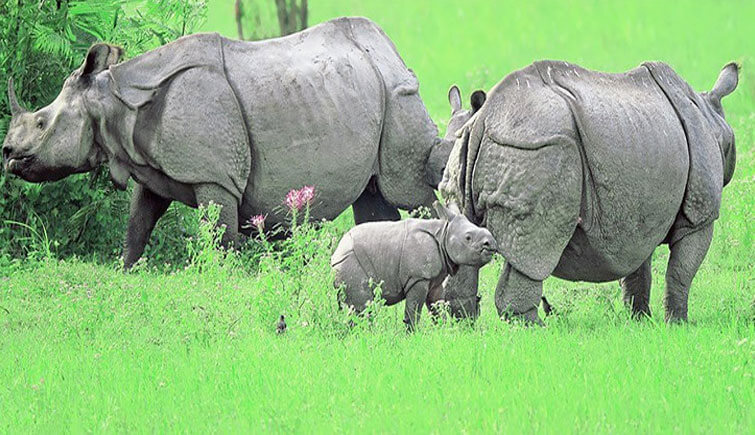 Kaziranga-Rhinos