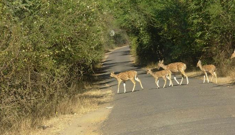 National Parks in India