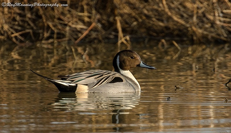 Northern Pintail