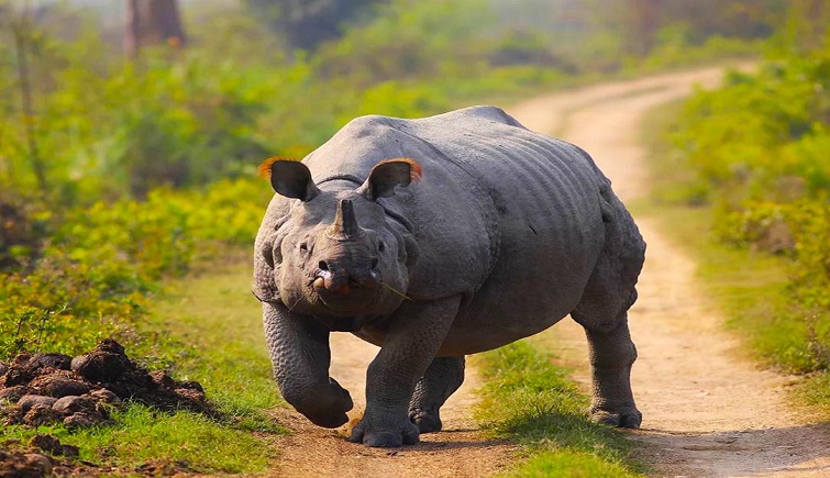 One Horned Rhino Kaziranga