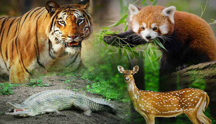 Wildlife Sanctuaries in India