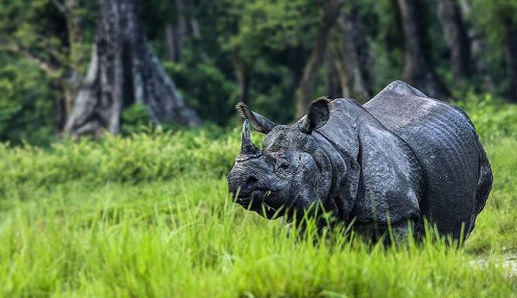 Rhinos in Jaldapara