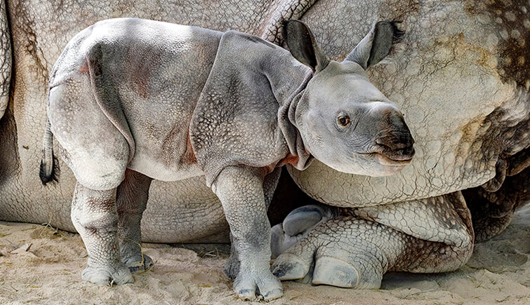 baby rhino miami zoo