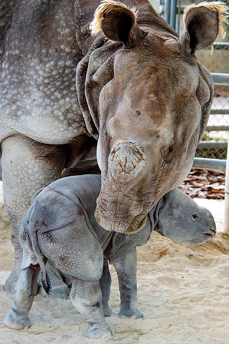miami zoo baby rhino birth