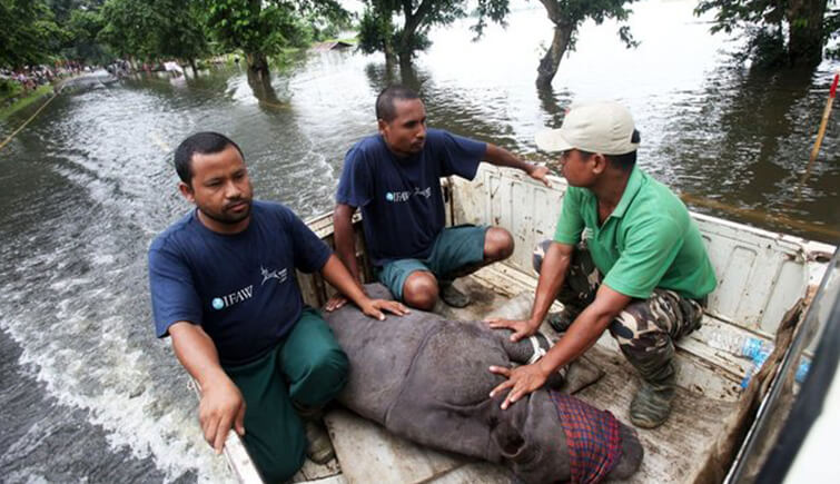 Baby Rhino Rescued From Kaziranga Flood