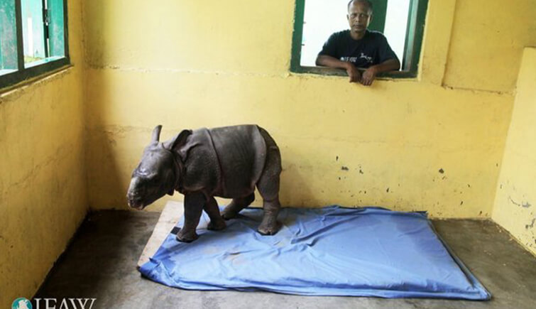 Baby Rhino Rescued From Kaziranga Park Flood