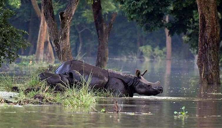 assam flood the hindu