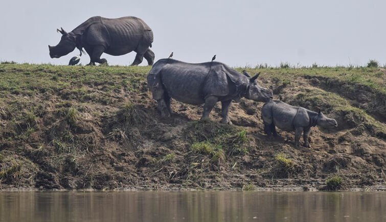 kaziranga flood