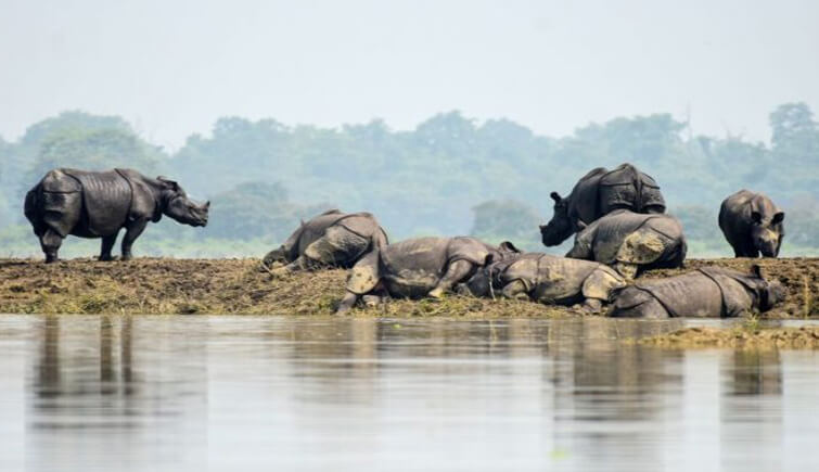 kaziranga flooded